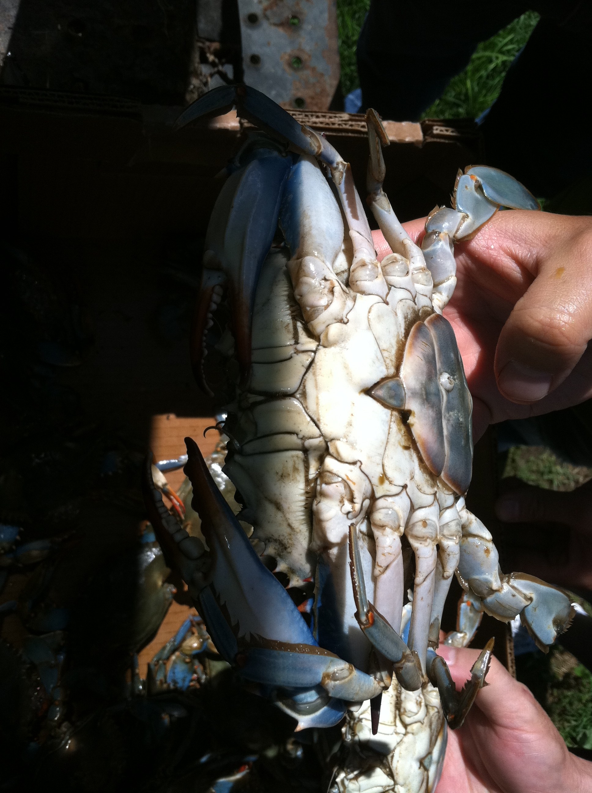 Purged Louisiana Crawfish buy the sack and boiled at your next party. Louisiana and Texas Gulf